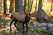 Elk (Cervus canadensis) in autumn