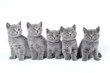 British Shorthair kittens sitting on a white background in a stu