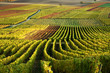 Vineyards. The Rhine Valley, Germany Vineyards. The Rhine Valley, Germany