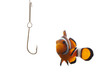 Fishing a Clown Fishing a Clown