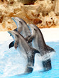 Dolphin Group