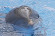 DOLPHIN HEAD