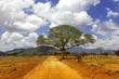 Tsavo Est Kenya