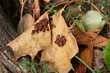 Colony of fire bugs on leaf (pyrrhocoris apterus)