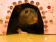 A little decorative rat