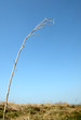 Dead tree against blue sky