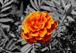 Orange Flower