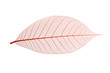 Skeleton Leaf