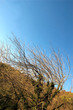Little tree