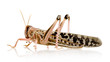Desert locust - Schistocerca gregaria