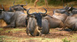 African Wildebeest