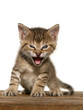 Kitten open mouth Kitten open mouth