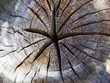étoile de bois