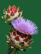 Blooming artichoke flower, isolated on green background Blooming artichoke flower, isolated on green background