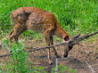 Deer in Net 4