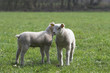 Young lamb