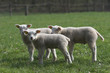 Three lambs