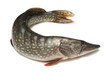 Pike