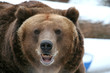 Brown Bear