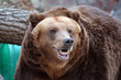 Brown Bear