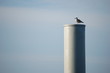 oiseau port de Lorient