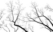 Bare Branches