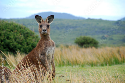Photo: Wild kangaroo in outback Wild kangaroo in outback