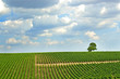 vignoble