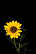 Sunset Sunflower