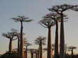 baobabs baobabs