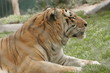 TIGER RESTING