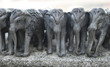 Elephants