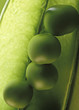 petit pois