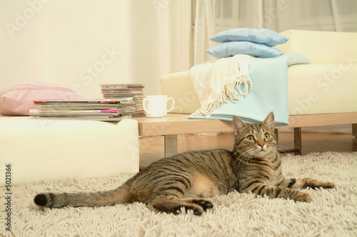 Foto: cat cat