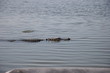 ALLIGATORS HUNTING FOR BIRDS