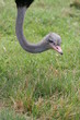 OSTRICH
