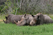 SLEEPING RHINOCEROS