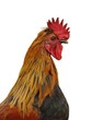 Tête de Coq 