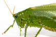 Heuschrecke