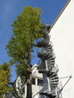 Escalier de secours en spirale derrière un arbre, Paris Escalier de secours en spirale derrière un arbre, Paris