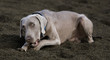 perro comiendo