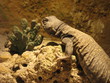 Varan