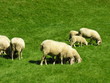 Grasende Schafsherde