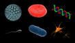 Cells Of Life