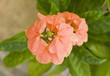 Mexican Flower Mexican Flower