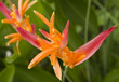 Mexican Flower Mexican Flower