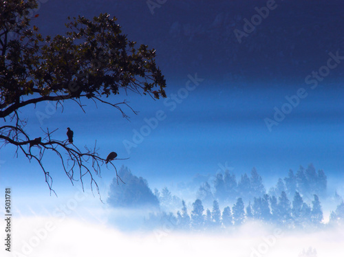 Blue mist