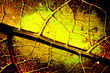 bright grunge wooden mix with leafs