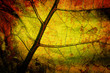 bright grunge wooden mix with leafs