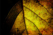 bright grunge wooden mix with leafs